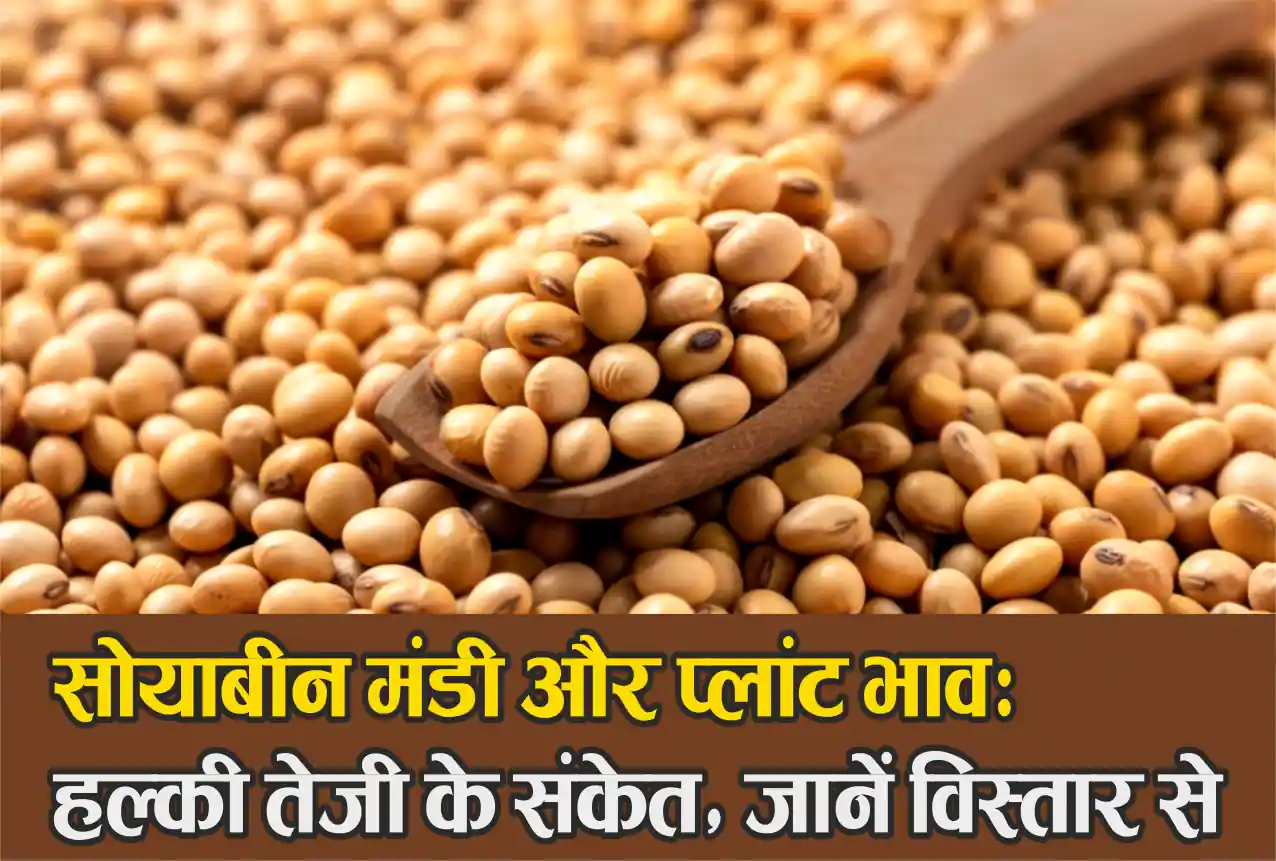 Soyabean mandi bhav