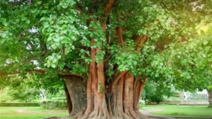 peepal_tree