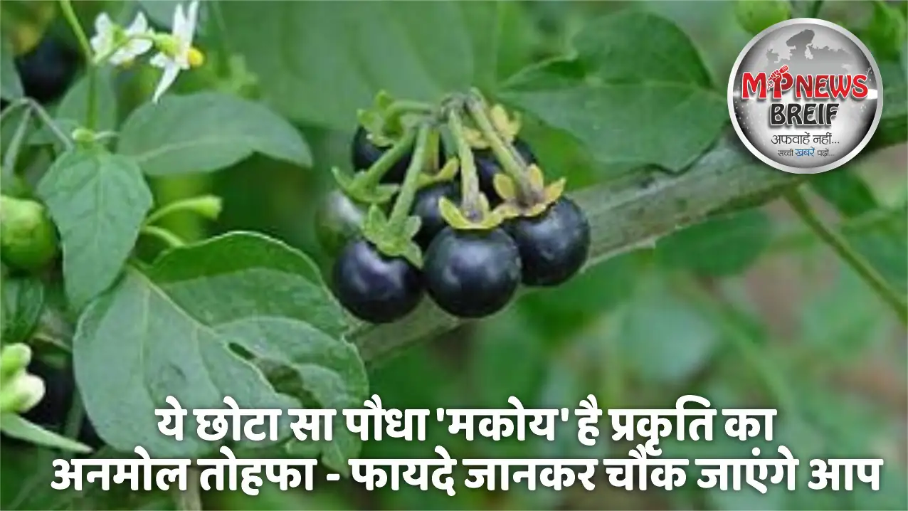 Makoy ke upyog aur fayde
