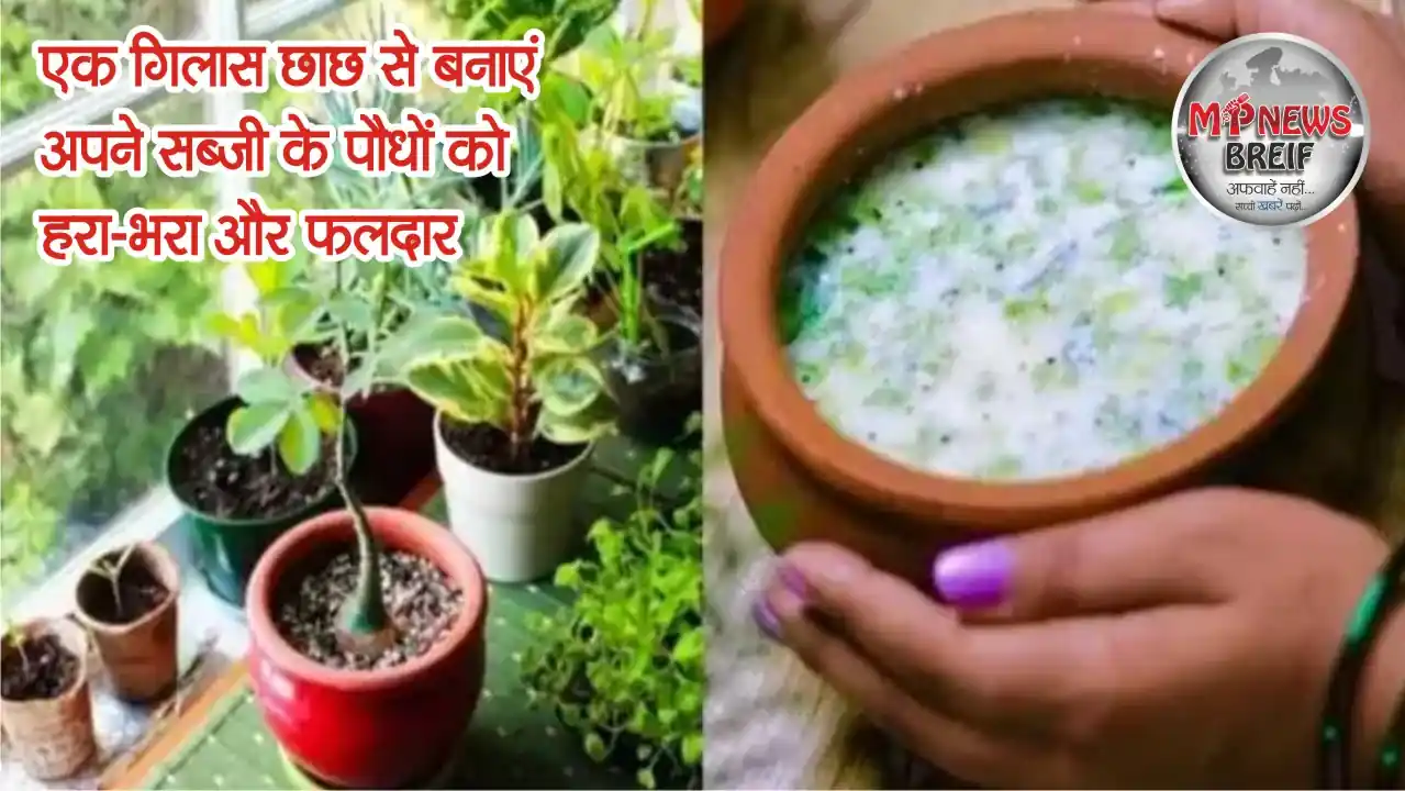 Buttermilk for Plants: A Natural Fertilizer
