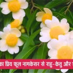 Nagkesar Flower Benefits