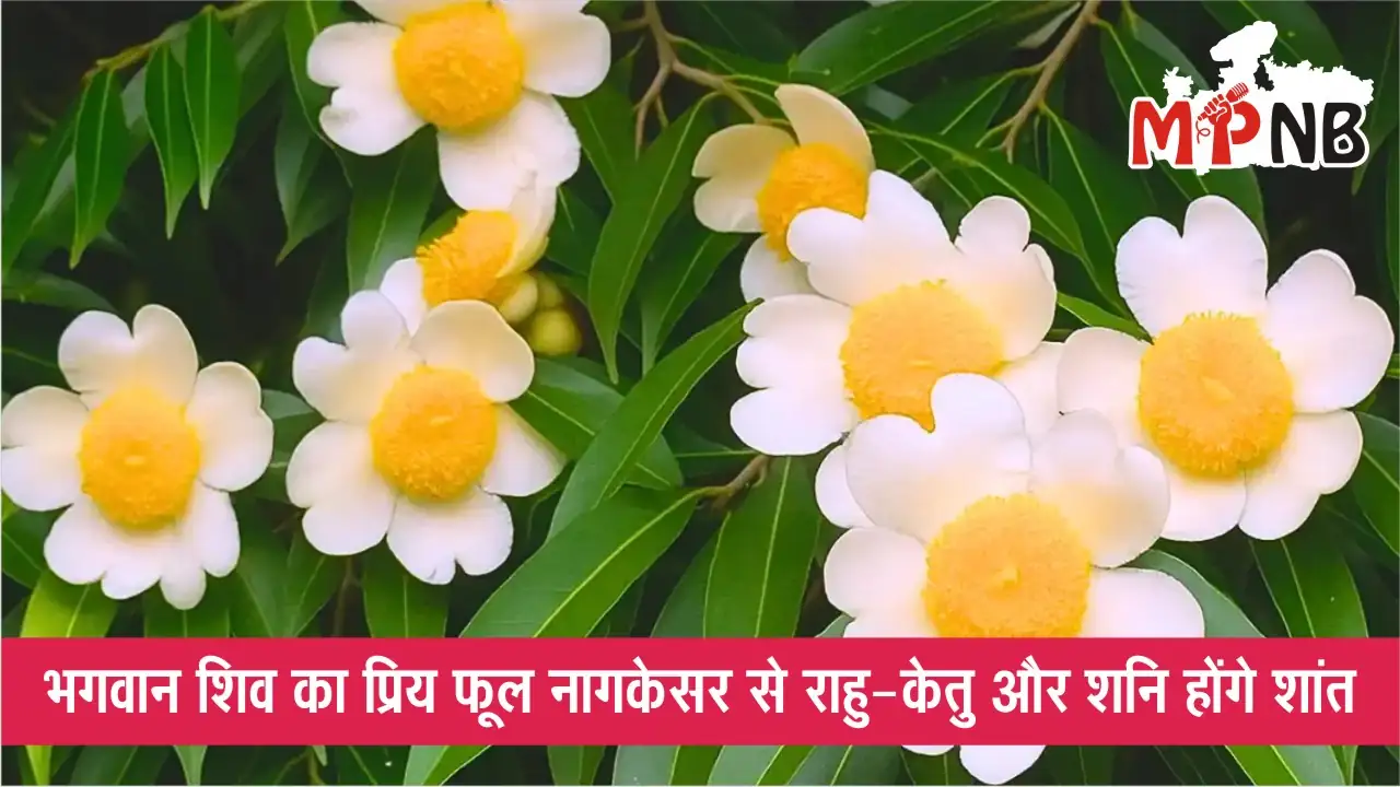 Nagkesar Flower Benefits