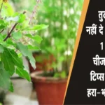 Tulsi plant care tips