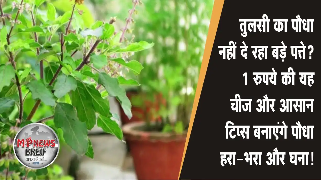 Tulsi plant care tips