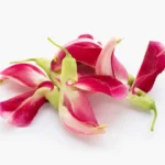 Agastya Flower Health Benefits