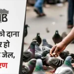 Court bans feeding pigeons here why