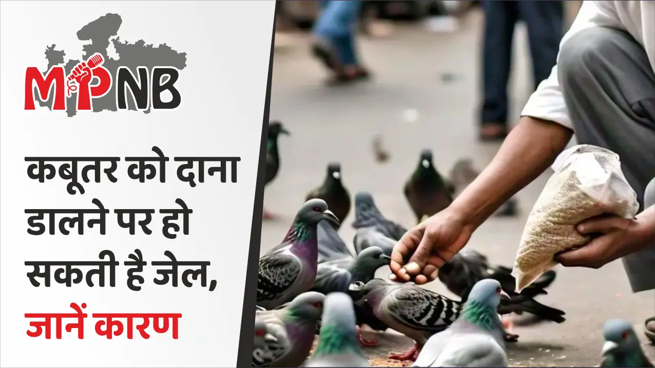 Court bans feeding pigeons here why