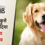 Unbelievable Lapse in Patna Dog Babu Receives Residence Certificate