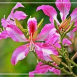 Kachnar for Hormone Regulation