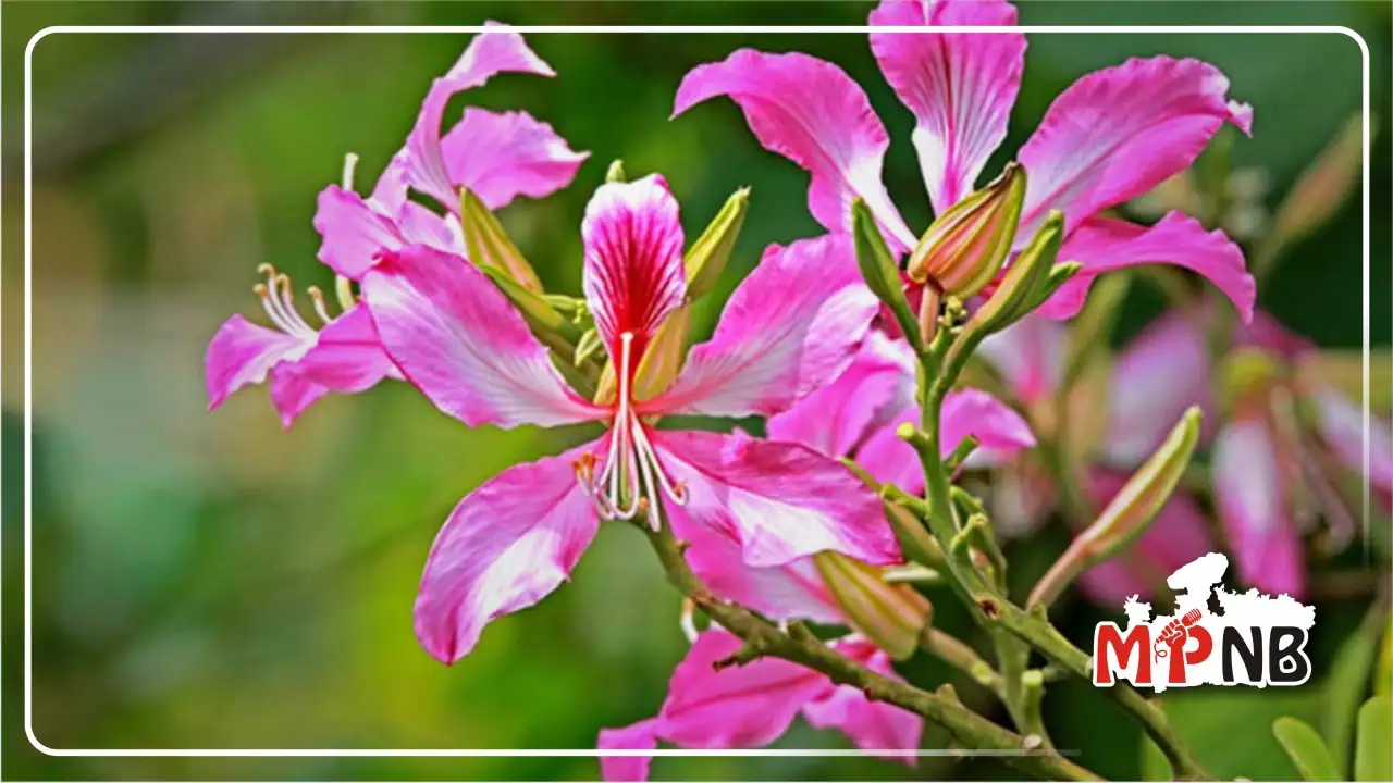Kachnar for Hormone Regulation