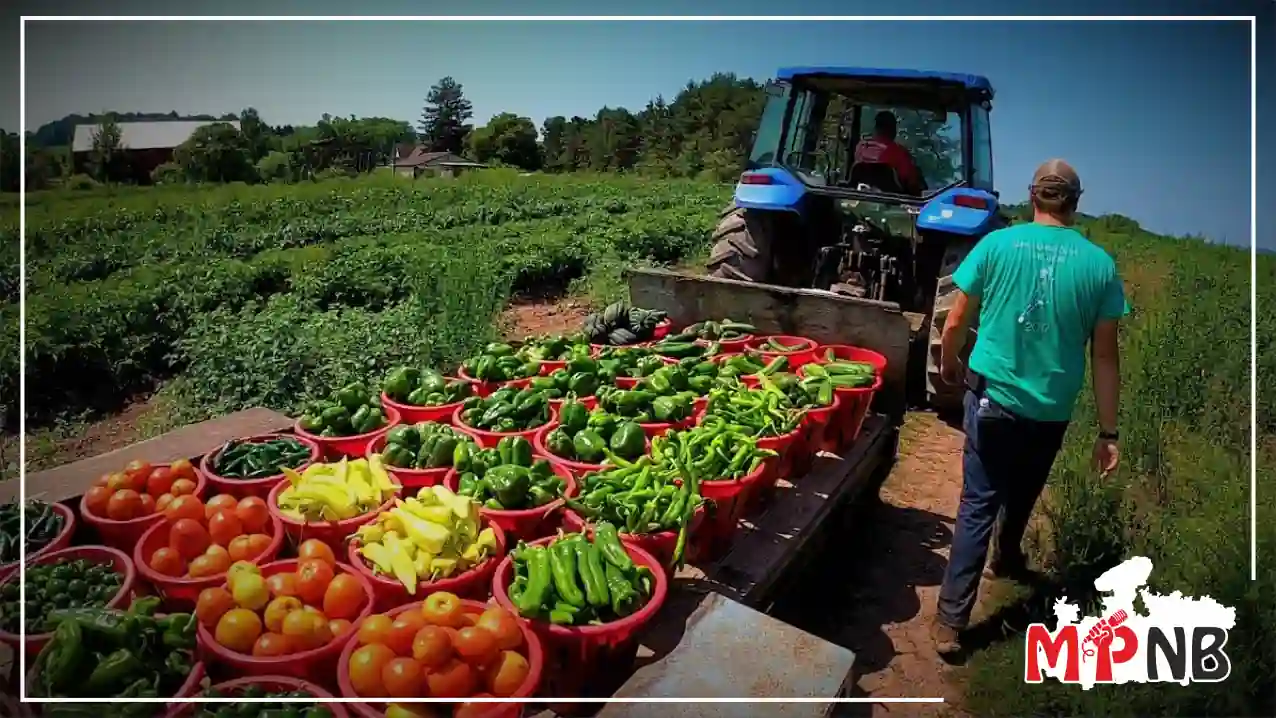 Vegetable Farming Subsidy MP