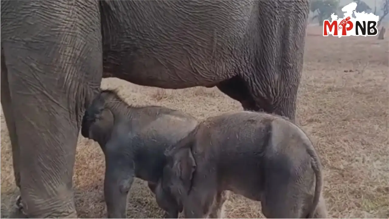 Elephant Gives Birth to Twins in MP