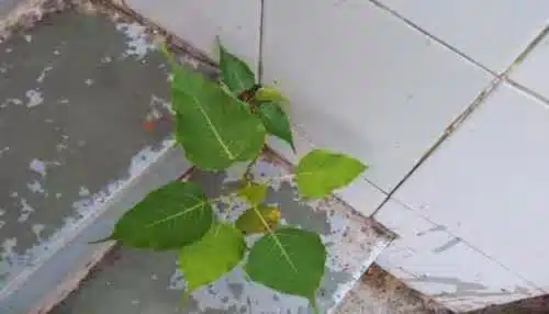 Peepal Tree on House Wall Good or Bad