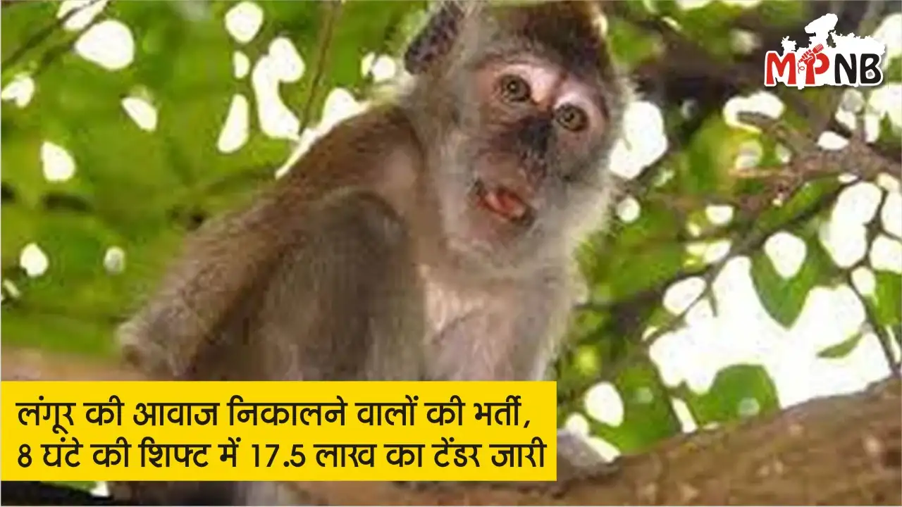 humans hired to mimic langur sounds Delhi