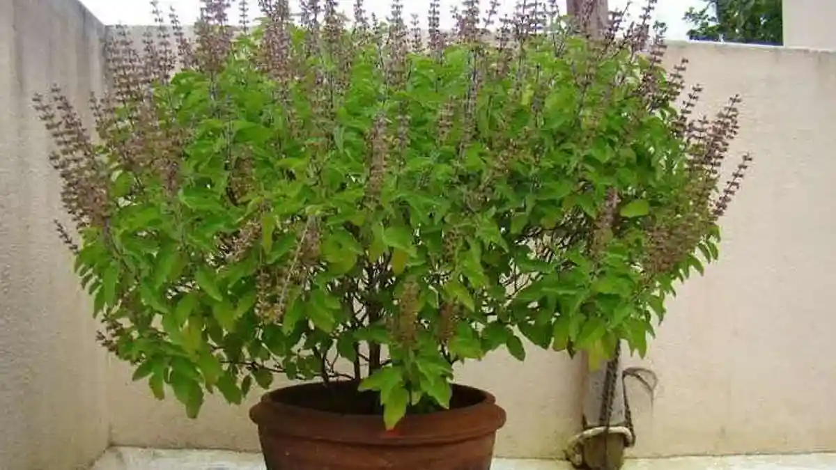 Why Tulsi Leaves Are Turning Black