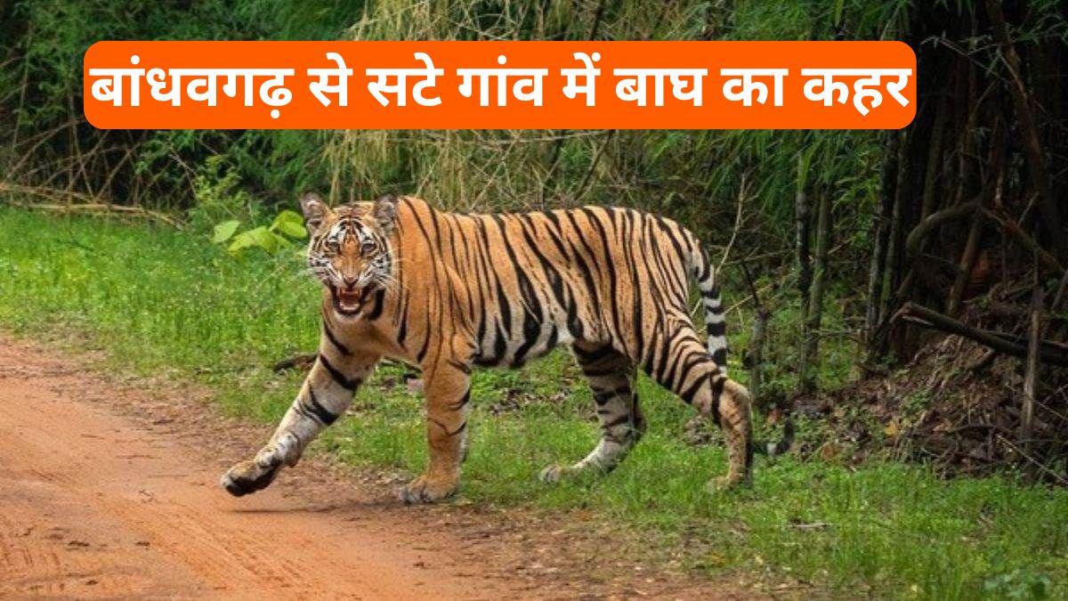 उमरिया बाघ हमला, बांधवगढ़ से सटे गांव में बाघ का कहर, युवक को झोपड़ी से उठा ले गया