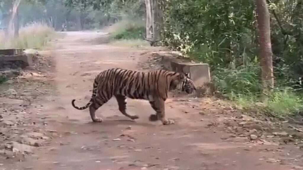 उमरिया बाघ हमला, बांधवगढ़ से सटे गांव में बाघ का कहर, युवक को झोपड़ी से उठा ले गया