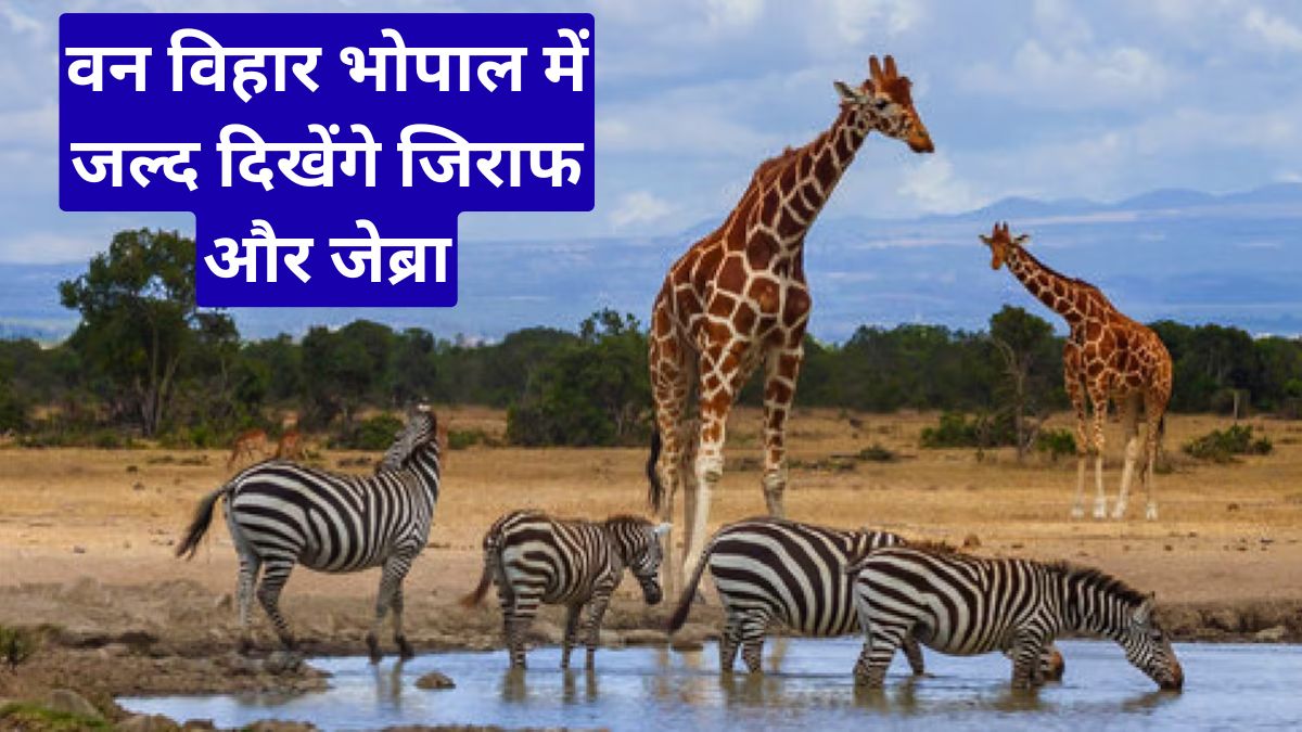 वन विहार भोपाल में जल्द दिखेंगे जिराफ और जेब्रा, अफ्रीकी वन्यजीव योजना तेज